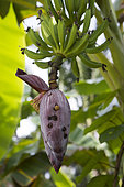 Banana flower used as target by children using their slingshot, Pulau Siberut, Sumatra, Indonesia