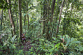 Amantari, 39, hunts with his bow and poisoned arrows, Pulau Siberut, Sumatra, Indonesia