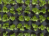 "Les jardins de Théia" Culture BIO Plants de Celeri branche dans le Jura.