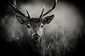 Portrait of Red deer (Cervus elaphus), Belgium