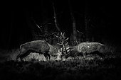 Red deers (Cervus elaphus) fghting, Belgium