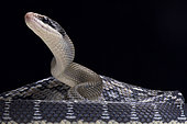 Blue beauty rat snake (Orthriophis taeniurus) on black background