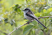Long-tailed tit (Aegithalos caudatus) Tit perched on a blackberrie bush, England, Spring