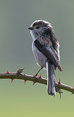 Long-tailed tit (Aegithalos caudatus) Tit perched on a blacberie bush, England, Spring