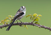 Long-tailed tit (Aegithalos caudatus) Tit perched on a blackberrie branch, England,Spring