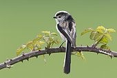 Long-tailed tit (Aegithalos caudatus) Tit perched on a blackberrie branch, England, Spring