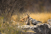 Caracal (Caracal caracal) carrying his prey a Banded Mongoose (Mungos mungo), Etosha, Namibia