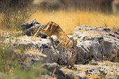 Caracal (Caracal caracal) carrying his prey a Banded Mongoose (Mungos mungo), Etosha, Namibia