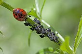 Asian lady beetle (Harmonia axyridis) and Aphids, France