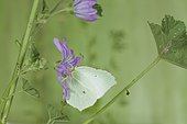 Brimstone (Gonepteryx rhamni) on flower, France