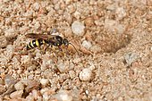 Digger wasp (Gorytes laticinctus) digging its nest. During an attack, the wasp cut off the head of an ant, the ant remained hooked to its paw. France