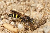Digger wasp (Gorytes laticinctus) extracting a large grain of sand from its nest, France