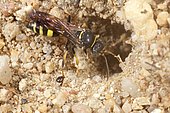 Digger wasp (Gorytes laticinctus) digging its nest. During an attack, the wasp cut off the head of an ant, the ant remained hooked to its paw. France