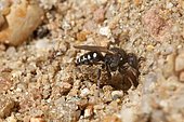 Digger wasp (Oxybelus uniglumis) digging its nest, France