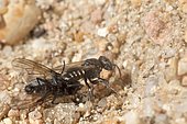 Digger wasp (Oxybelus uniglumis) penetrating into its nest with its prey stung on its sting, France
