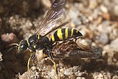 Digger wasp (Gorytes laticinctus) penetrating into its nest with its prey, a leafhopper (Aphrophora corticea), France