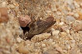 Leafhopper (Aphrophora corticea) prey of Digger wasp (Gorytes laticinctus) at the entrance of its burrow, France