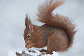 Red squirrel (Sciurus vulgaris) eating in snow, Ardenne, Belgium