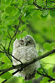 Tawny Owl (Strix aluco) young on a banche, Ardenne, Belgium