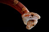 Serpent des blés (Pantherophis guttatus) à deux têtes