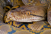 Malayopython reticulatus, Reticulated python (formally Python reticulatus), Indonesia.