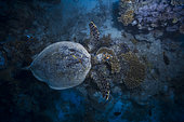 Hawksbill sea turtle (Eretmochelys imbricata) swimming, Indian Ocean, Mayotte