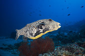 Map puffer (Arothron mappa) above the reef, Indian Ocean, Mayotte
