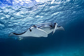 Reef manta ray (Manta alfredi) under the surface, Indian Ocean, Mayotte