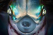 Portrait of Bigfin reef squid (Sepioteuthis lessoniana) at night, Indian Ocean, Mayotte