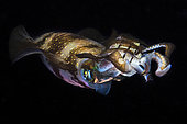 Bigfin reef squid (Sepioteuthis lessoniana) at night, Indian Ocean, Mayotte
