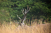 Red Deer (Cervus elaphus) male , Walloon Fens, Ardenne, Belgium