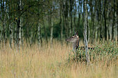 Red Deer (Cervus elaphus) hind , Walloon Fens, Ardenne, Belgium