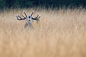 Red Deer (Cervus elaphus) Male belloing , Walloon Fens, Ardenne, Belgium