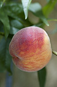 Peach 'Roussanne de Monein' ou 'Roussane de Monein'