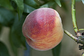 Peach 'Roussanne de Monein' ou 'Roussane de Monein'