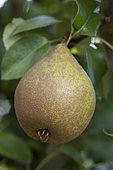 Pear 'Beurré gris' in an orchard