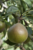 Pear 'Beurré d'Anjou' in an orchard