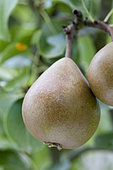 Pear 'Président Héron' in an orchard