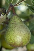 Pear 'Pierre Corneille' in an orchard