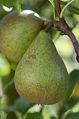 Pear 'Doyenné blanc' in an orchard