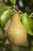 Pear 'Abbé Fetel' in an orchard
