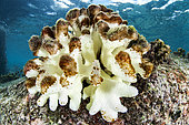 Bleaching of a coral (Pocillopora damicornis), beginning to be covered by algae. This is an abnormal increase in water temperature which causes the symbiotic microalgae of the coral (the zooxanthellae) to leave, and therefore the bleaching of the colonies. Seychelles