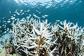 Bleaching of Horn coral in the Seychelles. It is an abnormal increase in water temperature which causes the symbiotic microalgae of the coral (zooxanthellae) to start, and thus the colonies' bleaching.