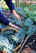 Collecting and harvesting cabbage kale in the garden, Autumn, La Madarnié, Lombers, Tarn, France