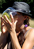 Medical preparation with natural flowers, elixir with flowers : aigremonia by solarisation. Tasting step. Fleur de Bach recipe