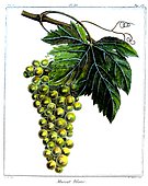 Botanical illustration of grape Muscat Blanc