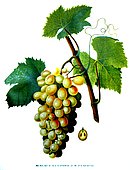 Botanical illustration of grape Muscat d'Alexandrie ou M. d'Espagne