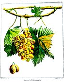 Botanical illustration of grape Muscat d'Alexandrie