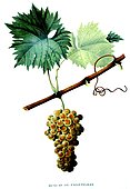 Botanical illustration of grape Muscat de Frontignan