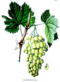 Botanical illustration of grape Olivette blanche